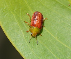 Calomela satelles