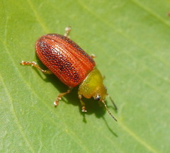 Calomela satelles
