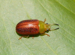 Calomela satelles