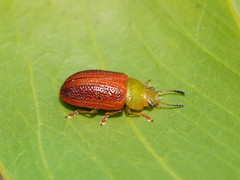 Calomela satelles