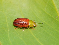 Calomela satelles