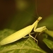 Eomantis guttatipennis - Photo (c) Anubhav Agarwal,  זכויות יוצרים חלקיות (CC BY-NC), הועלה על ידי Anubhav Agarwal