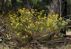 Senecio linearifolius linearifolius