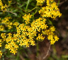 Senecio linearifolius linearifolius