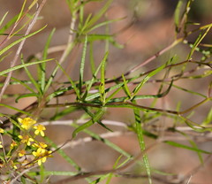 Senecio linearifolius linearifolius