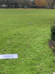 Sciurus carolinensis