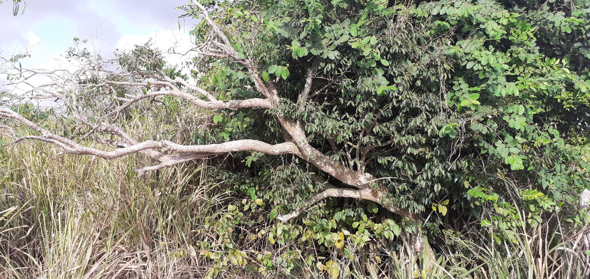 Plinia cauliflora