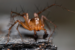 Oxyopes vogelsangeri