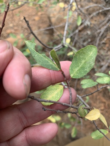Sierra coffeeberry (Frangula rubra)