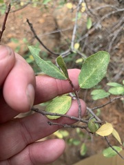 Frangula rubra