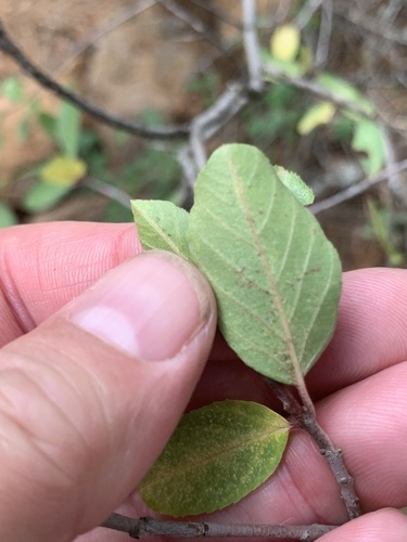 Frangula rubra, photograph 2