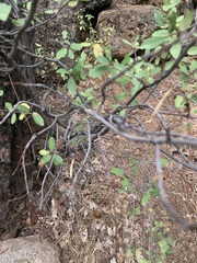 Frangula rubra, photograph author not stated, no rights reserved