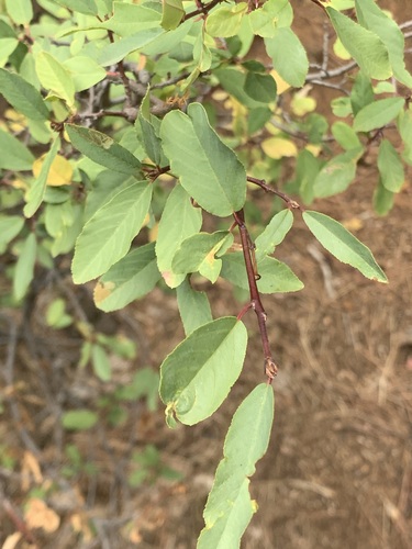 Frangula rubra, photograph 5