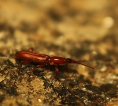 Cerobates