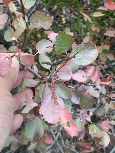 Klamath plum (Prunus subcordata)