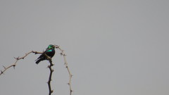 Cinnyris bifasciatus