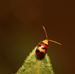 Monolepta orientalis