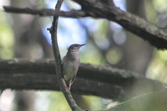 Helopsaltes fasciolatus