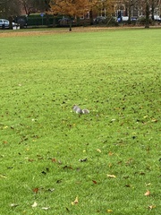 Sciurus carolinensis