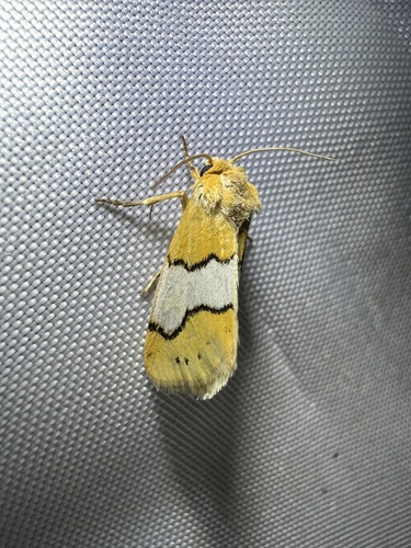 Lineostriastiria hachita