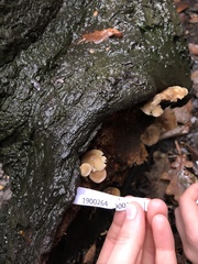 Mycena