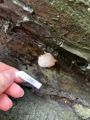 Reticularia lycoperdon