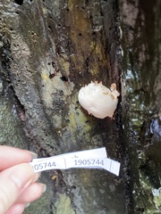 Fungi