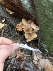 Mycena