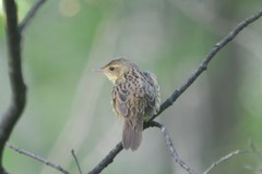 Locustella lanceolata