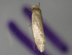 Edosa ochracea