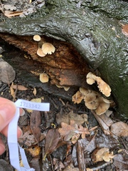Mycena