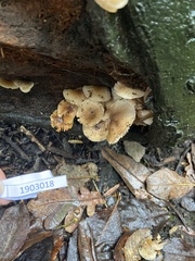 Mycena