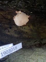 Fungi