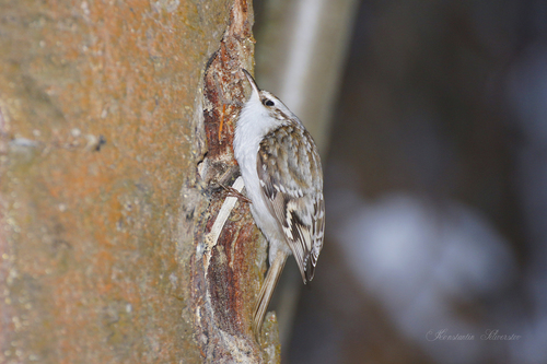Agateador euroasiático (Certhia familiaris)