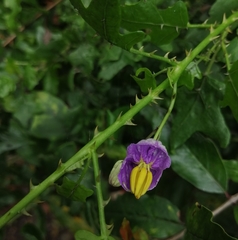 Solanum trilobatum
