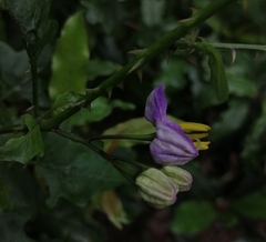 Solanum trilobatum