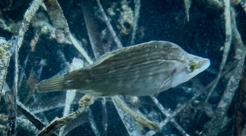 Longsnout wrasse (Symphodus rostratus) — Labridae — 3