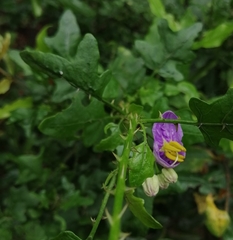 Solanum trilobatum