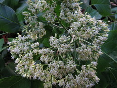 Micromelum minutum