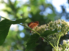 Micromelum minutum