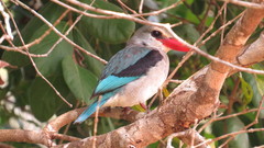 Halcyon senegaloides