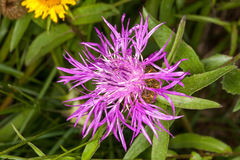 Centaurea rhaetica