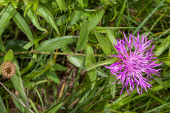 Centaurea rhaetica