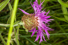 Centaurea rhaetica