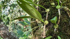 Bulbophyllum parviflorum