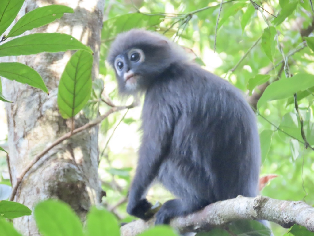 Dusky Leaf Monkey in September 2025 by Alimirth · iNaturalist