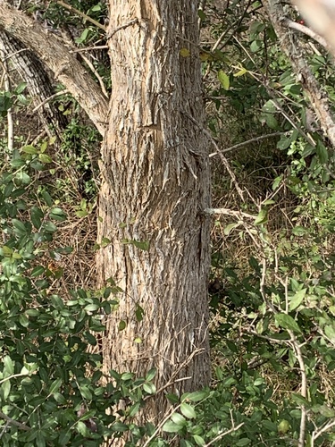 Maclura pomifera