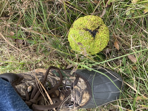 Maclura pomifera