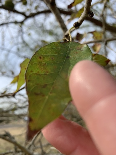 Maclura pomifera