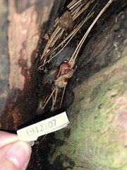 Stylommatophora